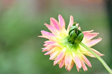 Bahçedeki güzel sarı ve pembe çiçeğin yakın görüntüsü.