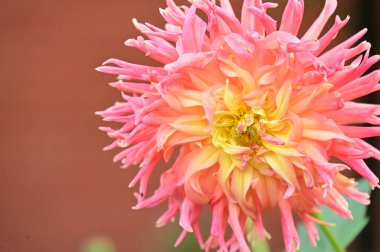 Bahçedeki güzel sarı ve pembe çiçeğin yakın görüntüsü.