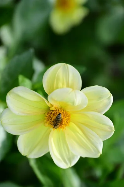 Close View Bee Sitting Beautiful Yellow Flowers Garden — Stock Photo, Image