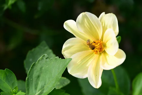Bahçedeki Güzel Sarı Çiçeklerin Üzerinde Oturan Arı Manzarasını Kapat — Stok fotoğraf
