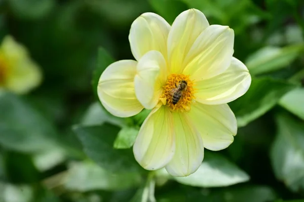 Vista Cerca Abeja Sentada Sobre Hermosas Flores Amarillas Jardín — Foto de Stock