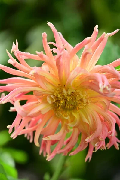 Vista Perto Bela Flor Amarela Rosa Jardim — Fotografia de Stock