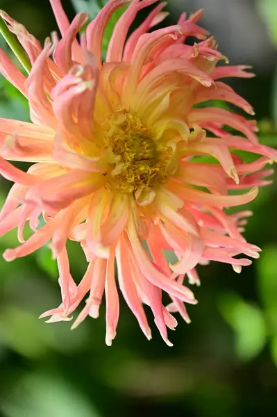 Vista Perto Bela Flor Amarela Rosa Jardim — Fotografia de Stock