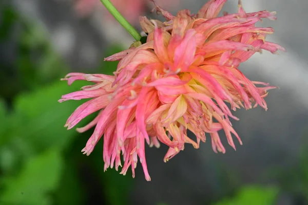 Bahçedeki Güzel Sarı Pembe Çiçeğin Yakın Görüntüsü — Stok fotoğraf