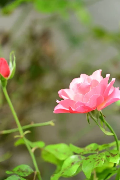 Nahaufnahme Einer Schönen Rosa Rose Garten — Stockfoto