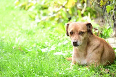 Bahçedeki çimlerin üzerinde yatan sevimli köpek..