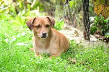 Bahçedeki çimlerin üzerinde yatan sevimli köpek..