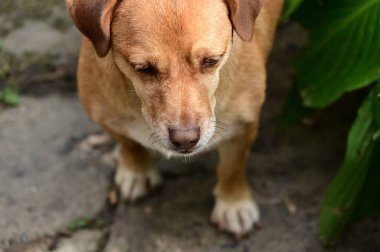 Tatlı köpek yaz günü dışarıda eğleniyor.