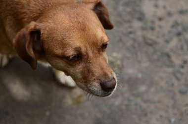 Tatlı köpek yaz günü dışarıda eğleniyor.