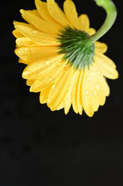 güzel sarı gerbera çiçeği siyah arkaplanda