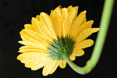 güzel sarı gerbera çiçeği siyah arkaplanda