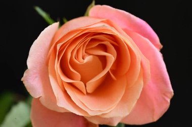 Güzel pembe gülün yakın plan çekimi, şefkat konsepti