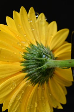 güzel sarı gerbera çiçeği siyah arkaplanda