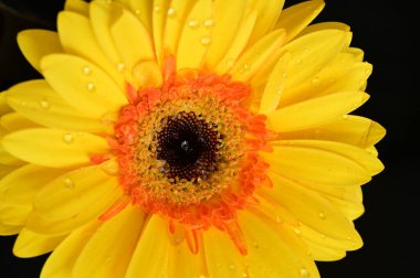 güzel sarı gerbera çiçeği siyah arkaplanda