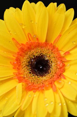 güzel sarı gerbera çiçeği siyah arkaplanda