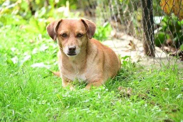 Niedlicher Hund Liegt Auf Gras Garten — Stockfoto