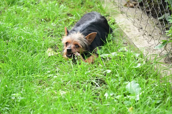 Netter Hund Hat Spaß Freien Einem Sommertag — Stockfoto