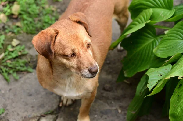 Netter Hund Hat Spaß Freien Einem Sommertag — Stockfoto