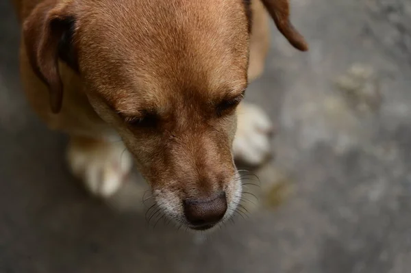 Bonito Cão Ter Diversão Livre Verão Dia — Fotografia de Stock