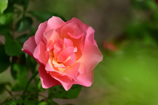 Vista Cerca Hermosa Rosa Rosa Flor Jardín —  Fotos de Stock