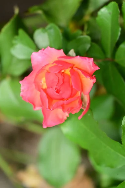 Vista Cerca Hermosa Rosa Rosa Flor Jardín — Foto de Stock