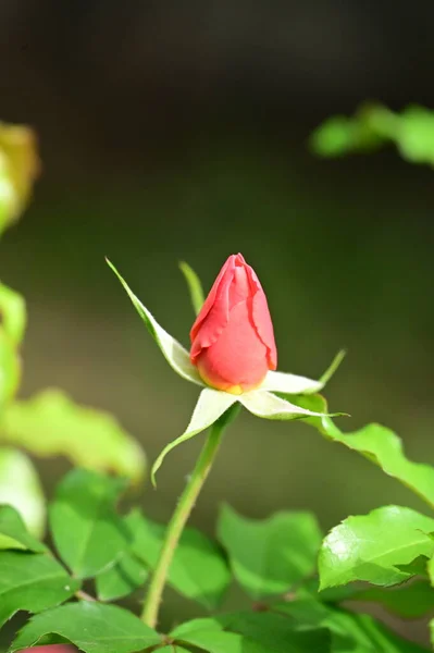 Close View Beautiful Pink Rose Flower Garden — Stock Photo, Image