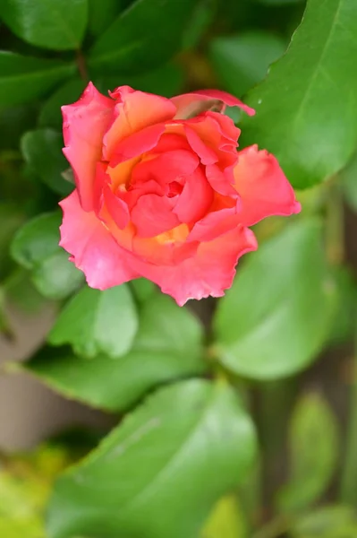 Close View Beautiful Pink Rose Flower Garden — Stock Photo, Image