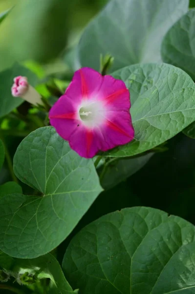 Close View Beautiful Pink Flowers Garden — Stock Fotó