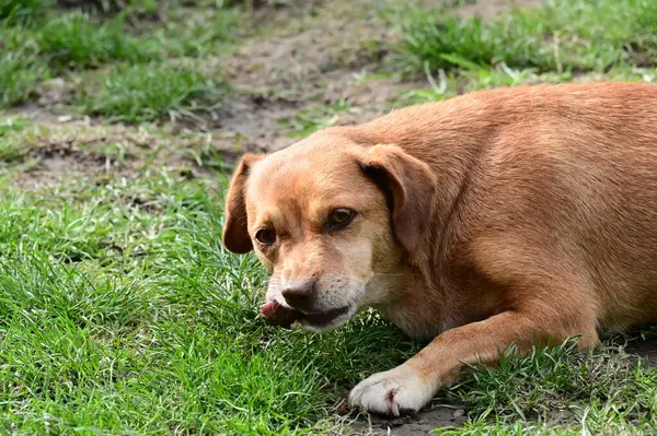 Netter Hund Hat Spaß Freien Einem Sommertag — Stockfoto