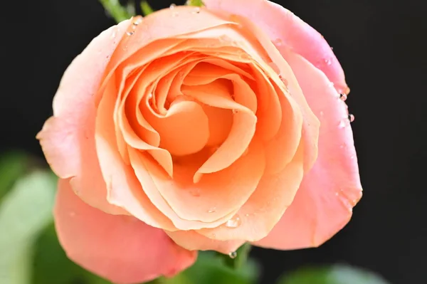 Zbliżenie Strzał Piękne Różowe Róże Czułość Koncepcja — Zdjęcie stockowe