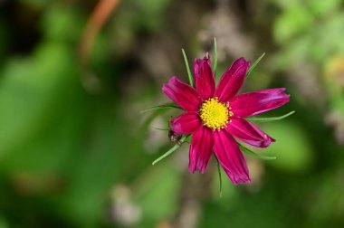 Bahçedeki güzel pembe çiçeklerin yakın görüntüsü