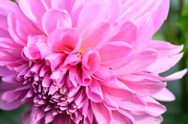 close up view of beautiful pink flowers in the garden