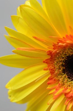 Güzel Gerbera çiçeği, yakın görüş, yaz konsepti.