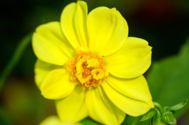 Bahçedeki güzel sarı çiçekleri kapat.