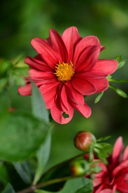 Bahçedeki güzel kırmızı çiçekleri kapat.