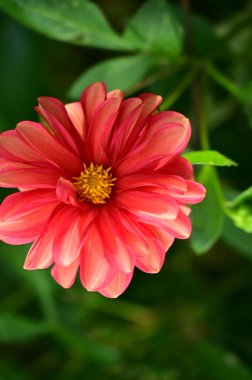 Bahçedeki güzel kırmızı çiçekleri kapat.