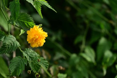 Bahçedeki güzel sarı çiçekleri kapat.