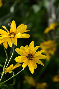 Bahçedeki güzel sarı çiçekleri kapat.