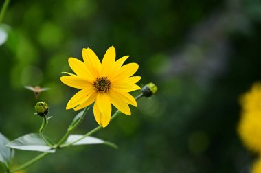 Bahçedeki güzel sarı çiçekleri kapat.