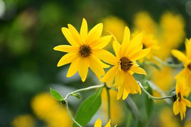 Bahçedeki güzel sarı çiçekleri kapat.