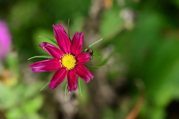 Zbliżenie Piękny Jasny Kwiat — Zdjęcie stockowe