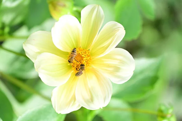 Zblízka Pohled Včely Sedí Krásné Žluté Květy Zahradě — Stock fotografie
