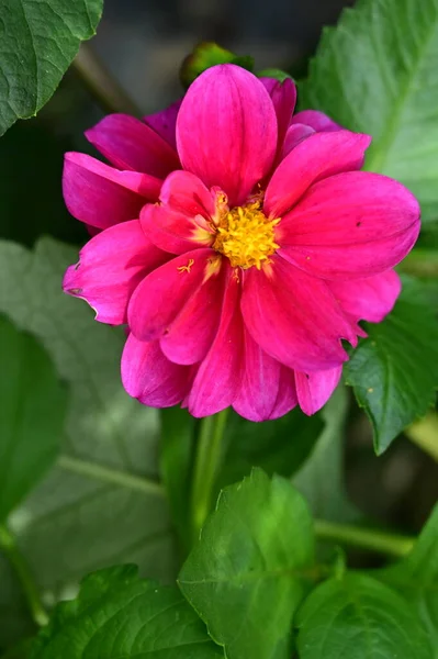 Close View Beautiful Pink Flowers Garden — Stock Fotó