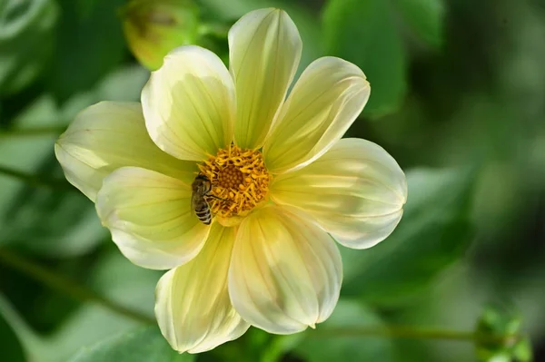 Zblízka Pohled Včelu Sedící Krásné Žluté Květy Zahradě — Stock fotografie