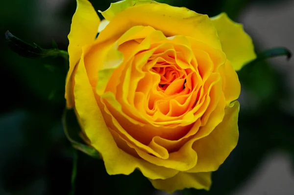Gros Plan Belle Rose Jaune Dans Jardin — Photo