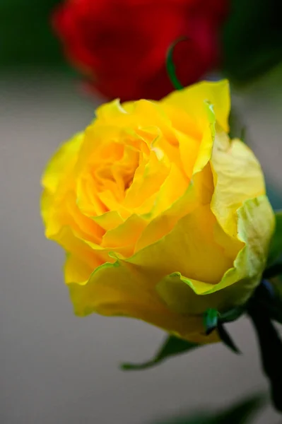 花园里一缕美丽的黄色玫瑰 — 图库照片