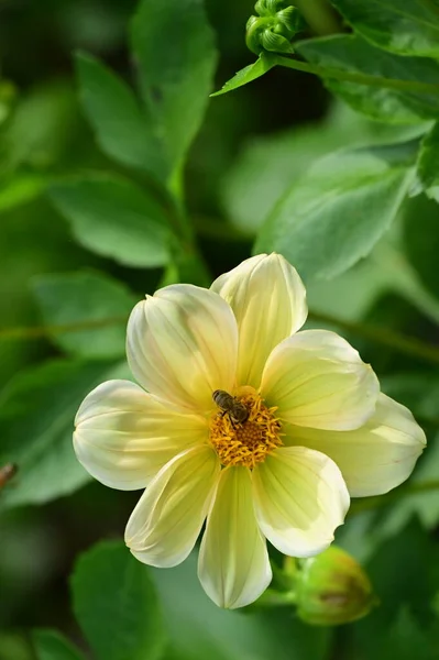 Крупним Планом Вид Бджолу Сидить Красивих Жовтих Квітах Саду — стокове фото