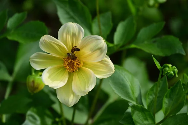 Крупный План Пчел Сидящих Красивых Желтых Цветах Саду — стоковое фото