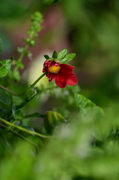 Vista Cerca Hermosas Flores Rojas Jardín —  Fotos de Stock