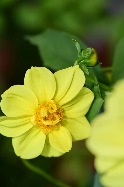 Close Zicht Mooie Gele Bloemen Tuin — Stockfoto